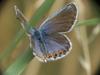 Plebejus argyrognomon